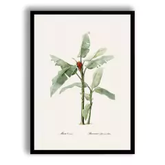 CUADRO SCARLET BANANA