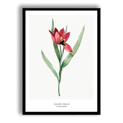 CUADRO TULIPA