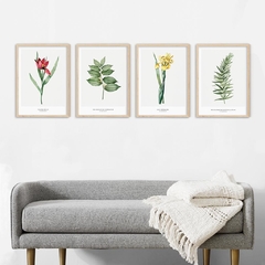SET DE 4 CUADROS BOTANICOS REDOUTÉ