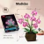 Puzzle 3D - Orchids en internet
