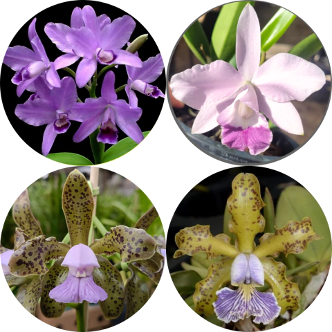KIT 4 ORQUÍDEAS AZUIS ESPECIAIS (BWRINGIANA + MINI PURPLE + GUTTATA + SCHILLERIANA) COM AVAIAS (RAIZ NUA) - comprar online