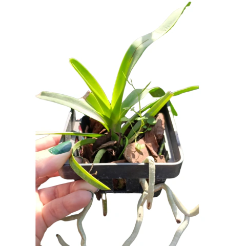 MUDA PEQUENA VANDA SEM IDENTIFICAÇÃO REFUGO