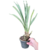 kit 6 Cymbidium Adultas SEM FLORES Sem ID - Com avarias - MAIS ORQUIDEAS