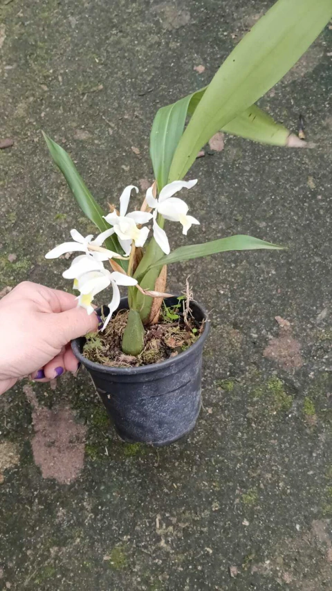 CORTE DE COELOGYNE INTERMEDIA EM FLORAÇÃO