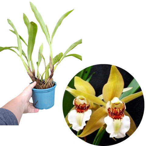 Coelogyne lawrenceana Adulta com Avarias