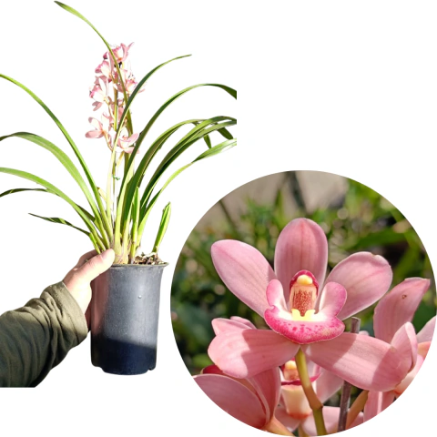 MINI CYMBIDIUM ROSA DANONE ADULTA