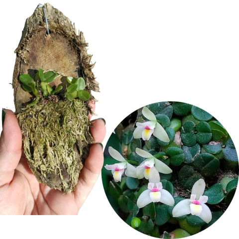 MICRO ORQUÍDEA CONSTANTIA RUPESTRIS ADULTA NA MADEIRA