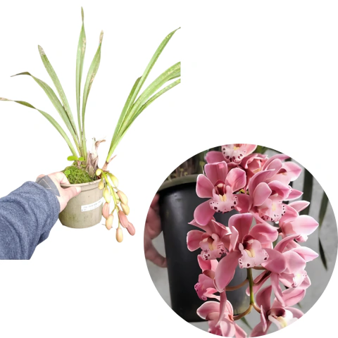 ORQUÍDEA CYMBIDIUM PENDENTE AVERMELHADA RUBY SARAH ADULTA REFUGO