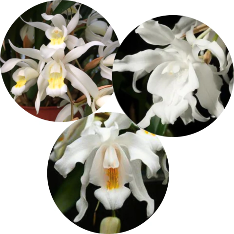 KIT 3 COELOGYNE BRAN DE NEVE ADULTAS (CRISTATA + OCHROLEUCCA + INTERMEDIA)