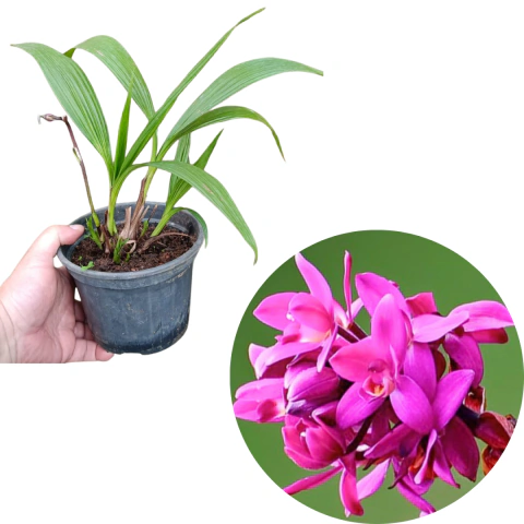 Orquídea Grappete Spathoglottis Plicata Adulta (Cheiro de Uva) Com Avarias