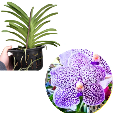 VANDA YANO BLUE COM HASTE