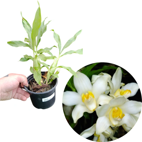 CHYSIS BRACTESCENS PRÉ ADULTA