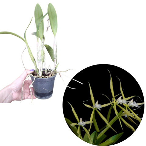 Epidendrum Ciliare Adulta Com Avarias
