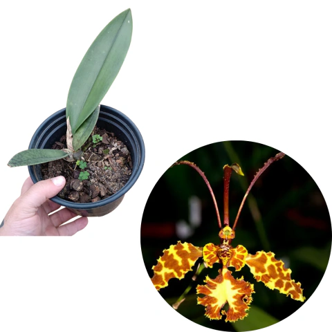 Psychopsis Papilio - Orquídea Mariposa - Pré-Adulta (com avarias)