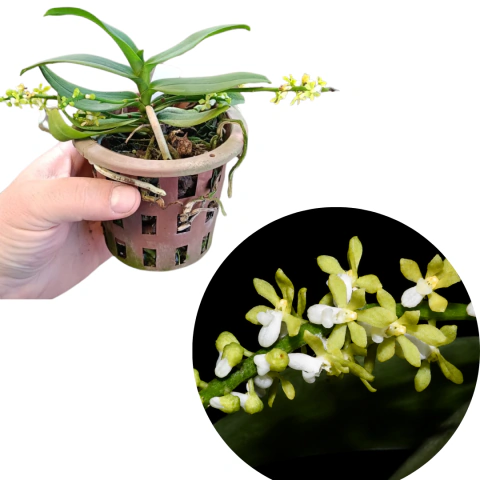 MINI VANDA POMATOCALPA ANGUSTIFOLIA ALBA ADULTA