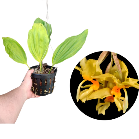 STANOPA GRAVEOLENS ADULTA COM AVARIAS - comprar online