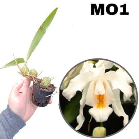 ORQUÍDEA CORTE COELOGYNE CRISTATA (COM AVARIAS) - comprar online