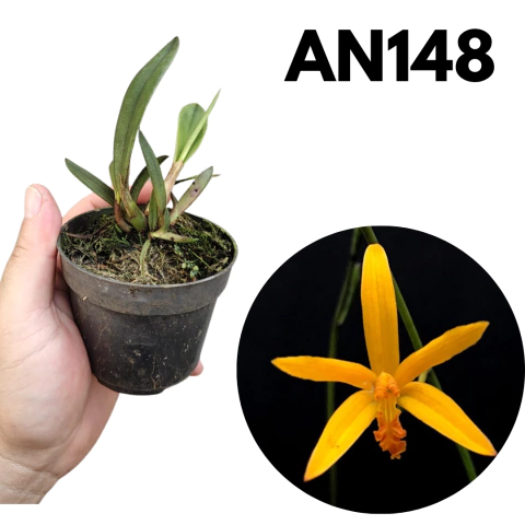 LAELIA ALVAROANA PRE ADULTA