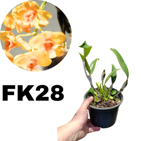 MUDA PEQUENA ORQUÍDEA DENDROBIUM GRIFFITHIANUM (COM AVARIAS) - comprar online