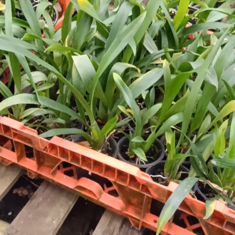 KIT 6 ONCIDIUM VARIDADAS PRE ADULTAS COM AVARIAS