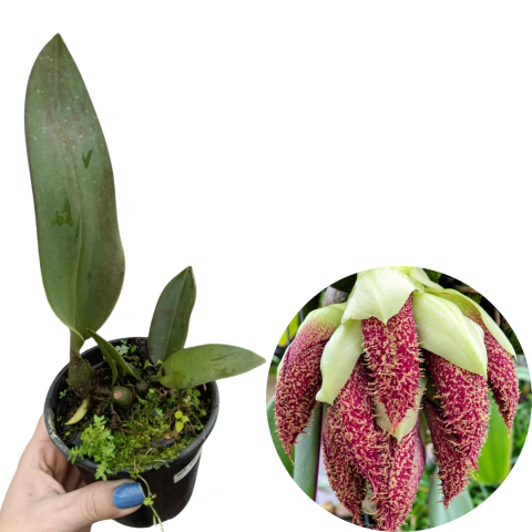 bulbophyllum phalaenopsis x beccarii pre adulta com avarias