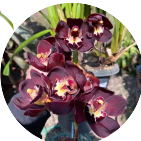 CYMBIDIUM KIWI MIDNIGHT COM AVARIAS EM FLORAÇÃO