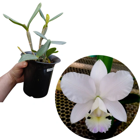 CATTLEYA DOLOSA ALBA ADULTA (COM AVARIAS)