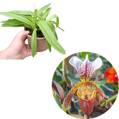 Orquídea Sapatinho Leeanum Adulta
