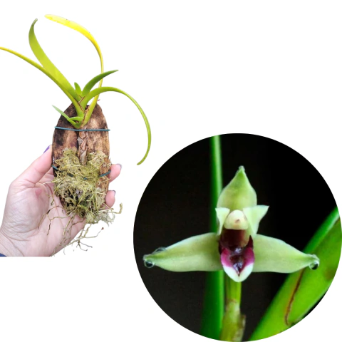 CORTE MAXILLARIA EQUITANS COM AVARIAS