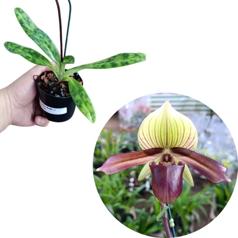 PAPHIOPEDILLUM SAMBA MAGIC X RUBY PEACOK ADULTA