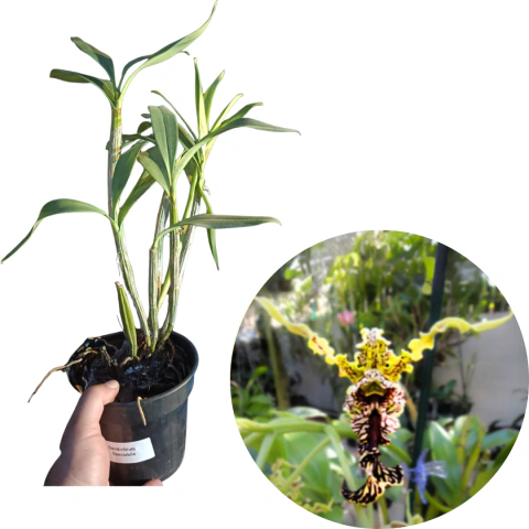 ORQUÍDEA DENDROBIUM SPECTABILE PRÉ-ADULTA COM AVARIAS