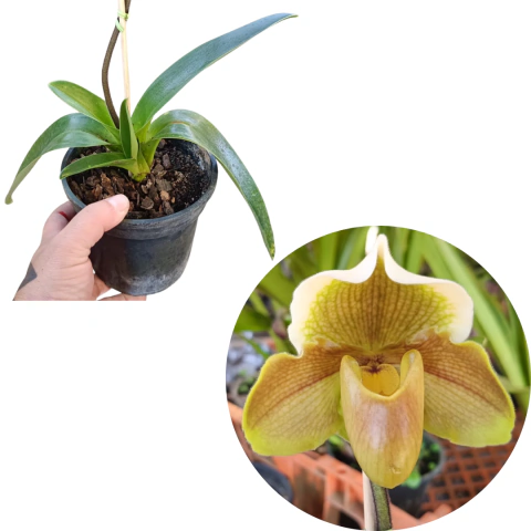 ORQUÍDEA SAPATINHO PAPHIOPEDILLUM SEM ID COM AVARIAS P34