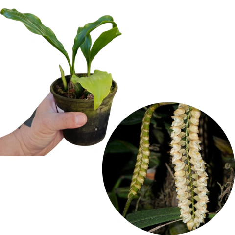 PHOLIDOTA CHINENSIS ORQUÍDEA CASCAVEL ADULTA