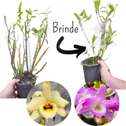 DENDROBIUM NOBILE AMARELA ENCORPADA + BRINDE!-