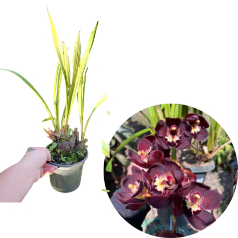 CYMBIDIUM PENDENTE NEGRA KIWI MIDNIGHT ADULTA COM AVARIAS