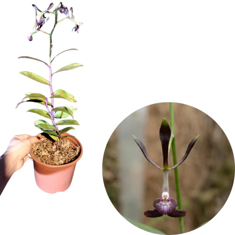 epidendrum negro melanoporphyreum adulta com avarias