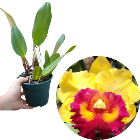 CATTLEYA BLC NAKORNSHAIRISRI DELIGHT YEN ADULTA
