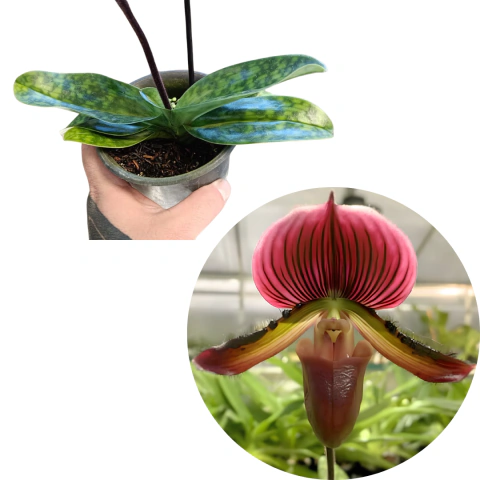 ORQUÍDEA SAPATINHO PAPHIOPEDILUM MAUDIAE RED