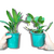 KIT 6 ORQUÍDEAS CATTLEYA ADULTAS SEM IDENTIFICAÇÃO (RAIZ NUA)
