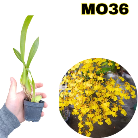 ORQUÍDEA CORTE RECENTE ONCIDIUM FLEXUOSUM (CHUVA DE OURO) COM AVARIAS - comprar online