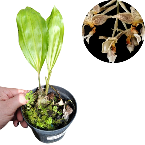 MUDA PEQUENA STANOPA TIGRINA PREDADOR X VOLTERIANA COM AVARIAS