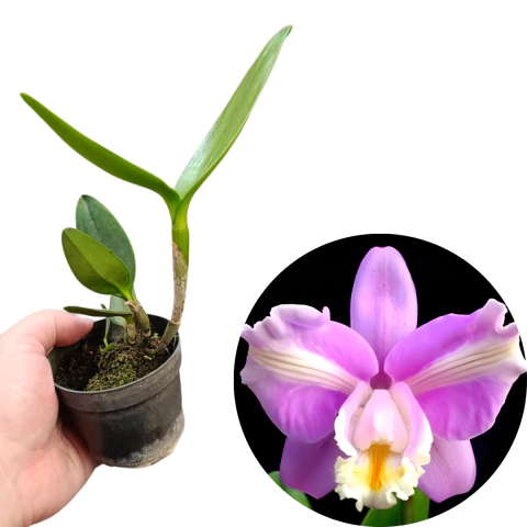 MUDA CATTLEYA HARRISONIANA TRILABELO