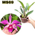 LAELIA PURPURATA X CATTLEYA VIOLACEA ADULTA COM AVARIAS - comprar online