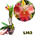 RLC AMAZING THAILAND ADULTA - comprar online