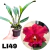 BLC NOBILES MUSA ADULTA - comprar online