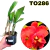 CATTLEYA ADULTA TO286 COM AVARIAS