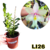 EPIDENDRUM CREME ADULTA DE SEMENTEIRA - RAIZ NUA