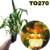 ONCIDIUM GOLDEN AFTERNOON ADULTA (RAIZ NUA)
