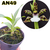 MUDA PEQUENA ZYGOPETALUM MICROPHYTUM