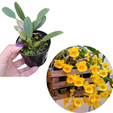 DENDROBIUM AGREGATUM PRE ADULTA COM AVARIAS